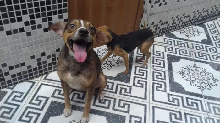 Cachorro raça Americano idade 2 anos nome Sony