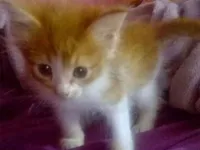 Gato raça  idade Abaixo de 2 meses nome gata