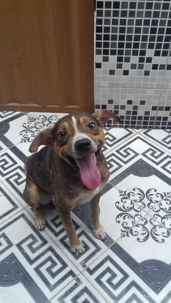 Cachorro raça Americano idade 2 anos nome Sony