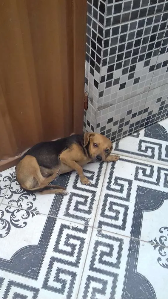 Cachorro raça Americano idade 2 anos nome Sony