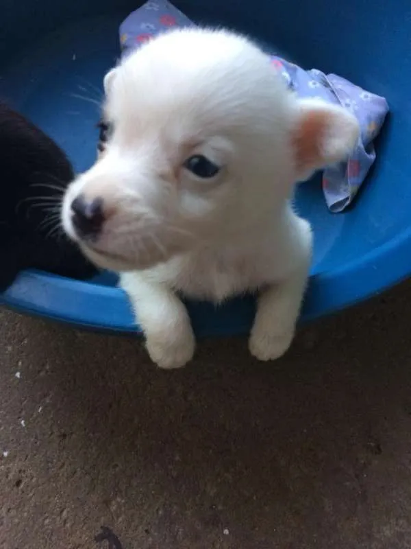 Cachorro ra a SRD idade Abaixo de 2 meses nome Filhotinho