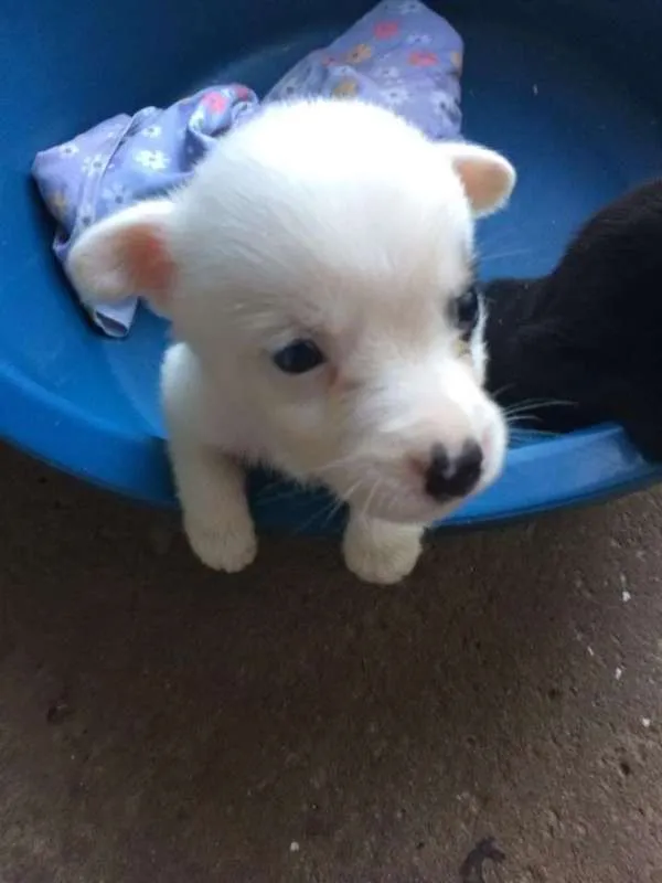 Cachorro ra a SRD idade Abaixo de 2 meses nome Filhotinho