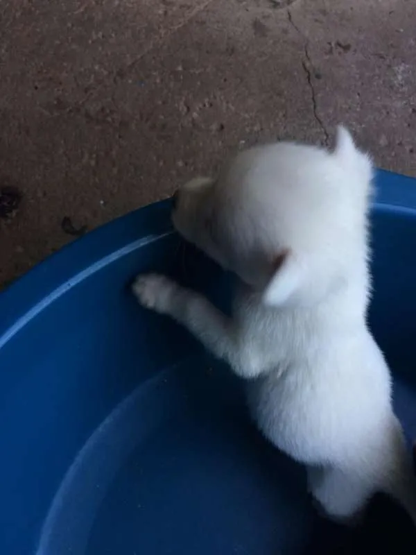 Cachorro ra a SRD idade Abaixo de 2 meses nome Filhotinho