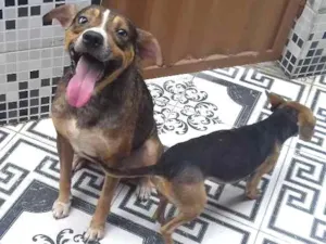 Cachorro raça Americano idade 2 anos nome Sony
