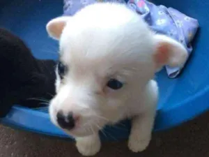 Cachorro raça SRD idade Abaixo de 2 meses nome Filhotinho