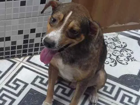 Cachorro raça Americano idade 2 anos nome Sony
