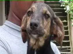 Cachorro ra a  idade 5 anos nome Pedrita Pequena