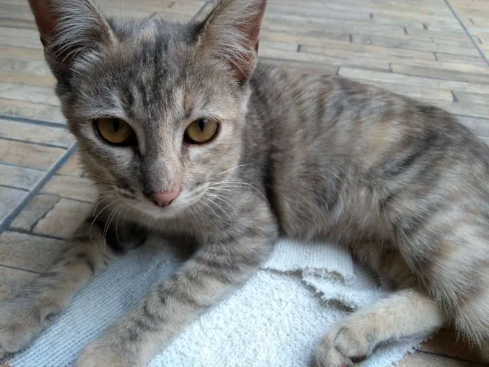 Gato ra a Não definida idade 2 a 6 meses nome Lua