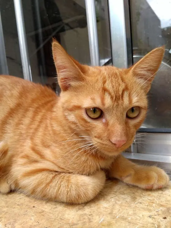 Gato ra a Não definido idade 2 a 6 meses nome Sol