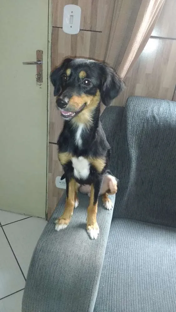 Cachorro ra a Vira lata  idade 2 anos nome Lilica