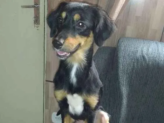 Cachorro ra a Vira lata  idade 2 anos nome Lilica