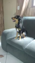 Lilica