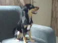 Lilica