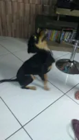 Lilica