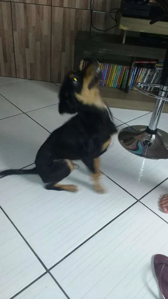 Cachorro ra a Vira lata  idade 2 anos nome Lilica