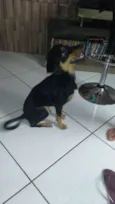 Lilica