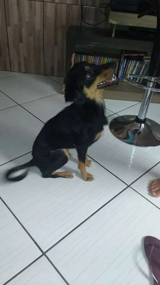 Cachorro ra a Vira lata  idade 2 anos nome Lilica