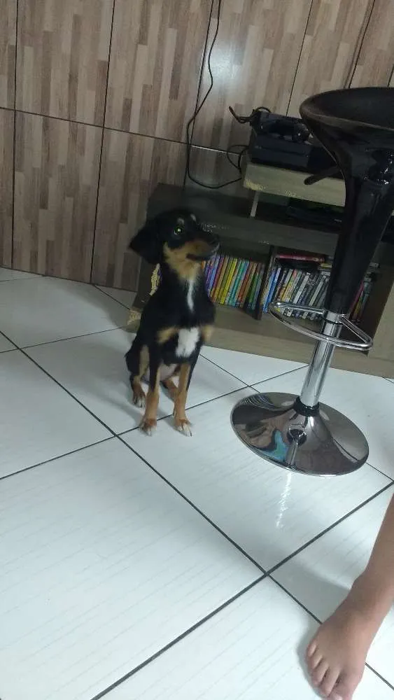 Cachorro ra a Vira lata  idade 2 anos nome Lilica