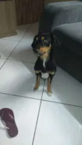 Lilica