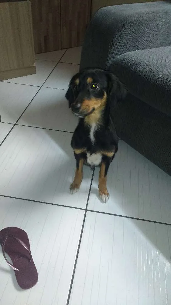Cachorro ra a Vira lata  idade 2 anos nome Lilica