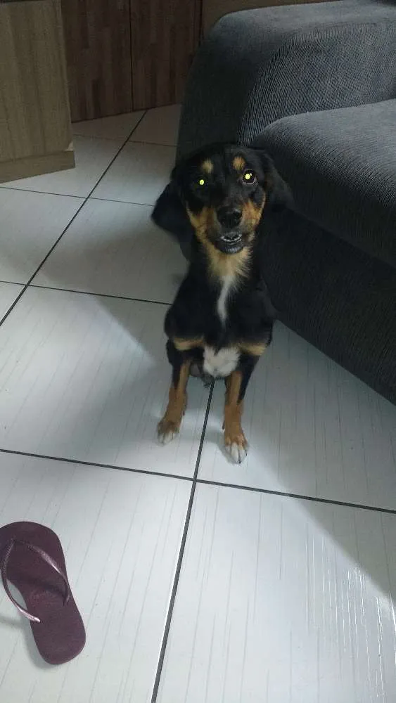 Cachorro ra a Vira lata  idade 2 anos nome Lilica