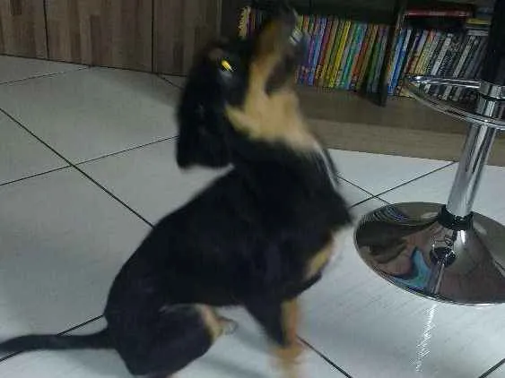 Cachorro ra a Vira lata  idade 2 anos nome Lilica