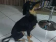 Lilica
