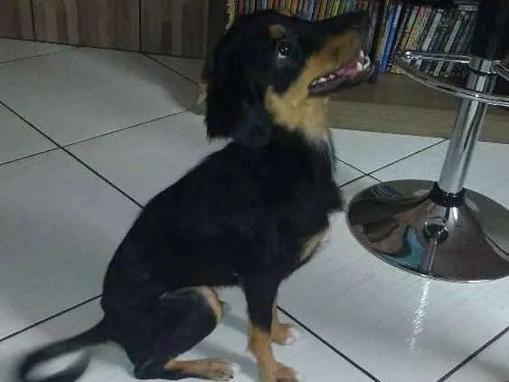 Cachorro ra a Vira lata  idade 2 anos nome Lilica