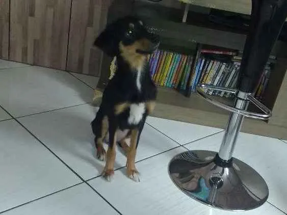Cachorro ra a Vira lata  idade 2 anos nome Lilica