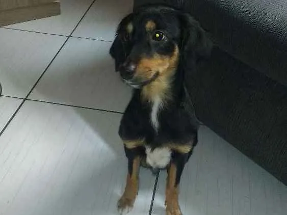 Cachorro ra a Vira lata  idade 2 anos nome Lilica