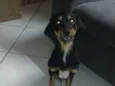 Lilica