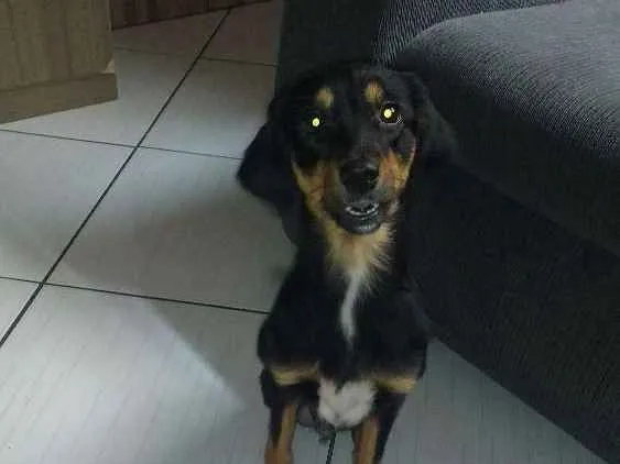 Cachorro ra a Vira lata  idade 2 anos nome Lilica