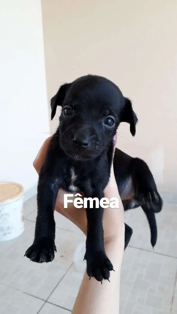 Cachorro ra a sem raça idade Abaixo de 2 meses nome Filhote
