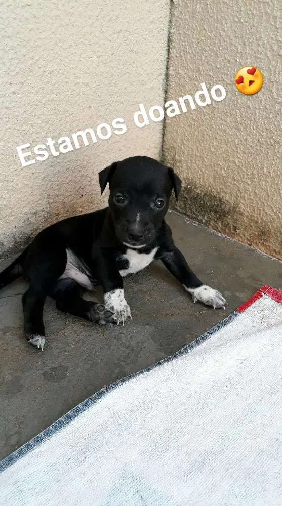 Cachorro ra a sem raça idade Abaixo de 2 meses nome Filhote