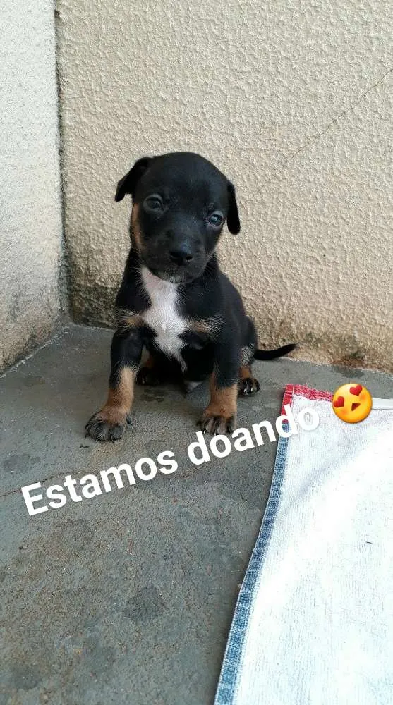 Cachorro ra a sem raça idade Abaixo de 2 meses nome Filhote