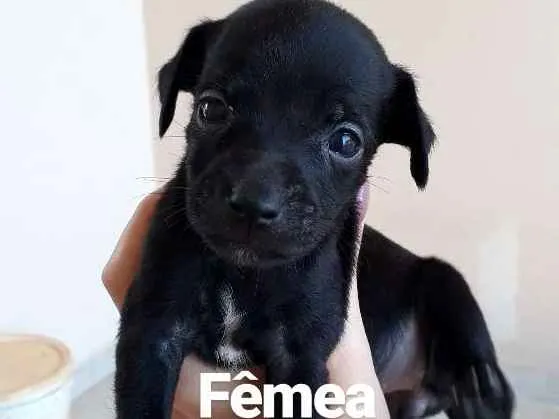 Cachorro ra a sem raça idade Abaixo de 2 meses nome Filhote