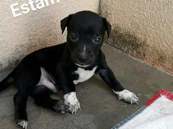Cachorro ra a sem raça idade Abaixo de 2 meses nome Filhote