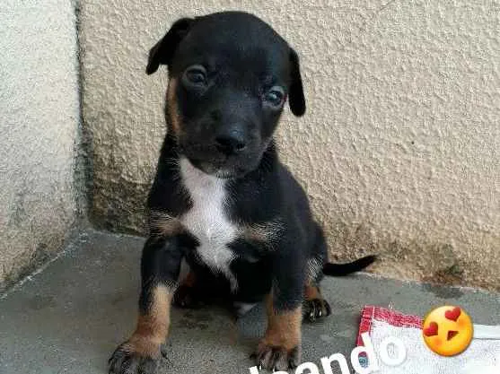 Cachorro ra a sem raça idade Abaixo de 2 meses nome Filhote