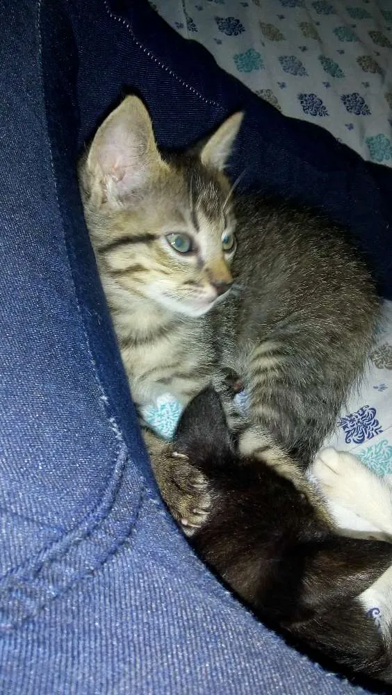 Gato raça Sem raça definida idade 2 a 6 meses nome Sem nome