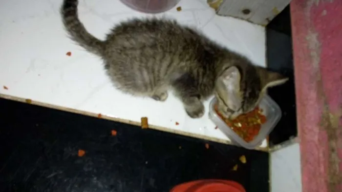 Gato raça Sem raça definida idade 2 a 6 meses nome Sem nome