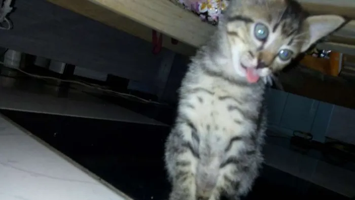 Gato raça Sem raça definida idade 2 a 6 meses nome Sem nome