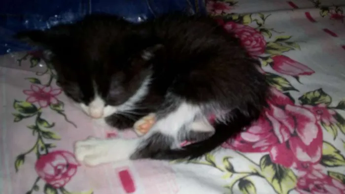 Gato raça Sem raça definida idade 2 a 6 meses nome Sem nome