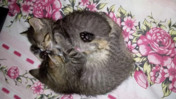 Gato raça Sem raça definida idade 2 a 6 meses nome Sem nome