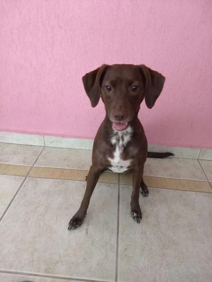 Cachorro ra a  idade 2 anos nome Stout
