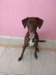 Stout