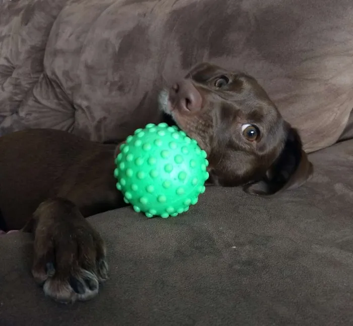 Cachorro ra a  idade 2 anos nome Stout