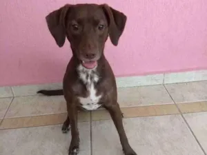 Cachorro raça  idade 2 anos nome Stout