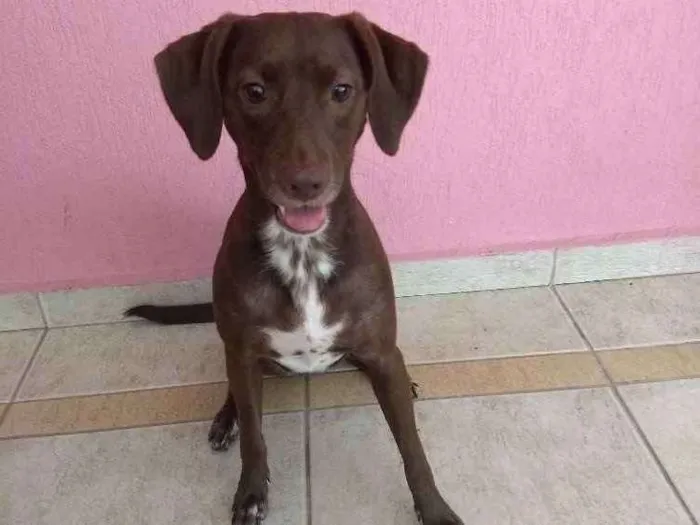 Cachorro ra a  idade 2 anos nome Stout