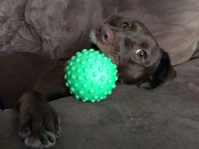 Cachorro ra a  idade 2 anos nome Stout