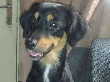 Cachorro ra a Vira lata  idade 2 anos nome Lilica